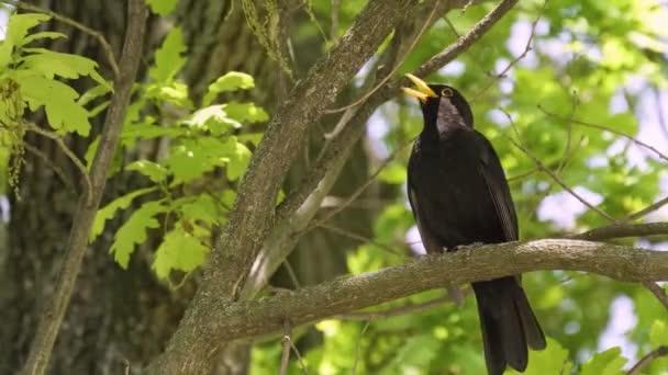 Bellissimo uccello nero si erge su un albero — Video Stock