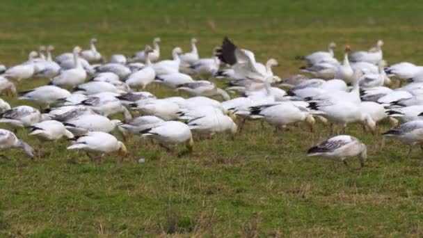Enorme bandada de gansos de nieve descansando en la tierra de la granja verde en un día soleado . — Vídeos de Stock
