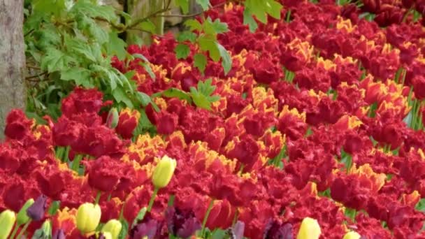 Červené tulipány na poli za oblačného počasí — Stock video