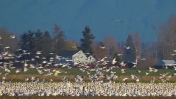 Murmuration Of Canadian Snow Geese — Stock Video