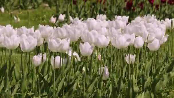 Un gros plan d'une fleur — Video