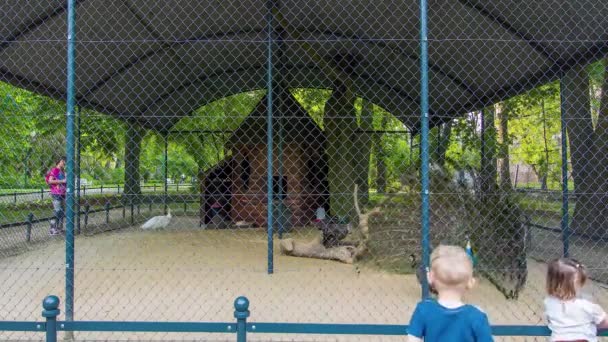 Peacock in a beautiful enclosure. — Stock video