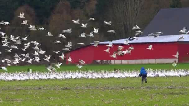 Enorme kudde ganzen die over een landelijk veld vliegen — Stockvideo