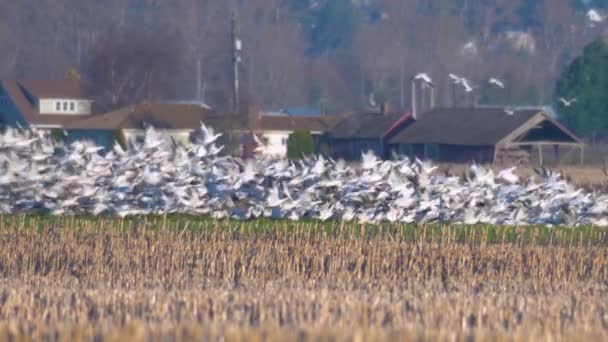 Murmuration του καναδικού Snow Geese — Αρχείο Βίντεο