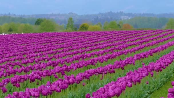 Heldere violette tulpen bloemen veld — Stockvideo