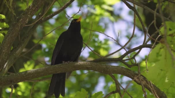 Mooie zwarte vogel staat op een boom — Stockvideo