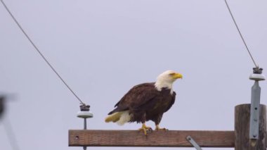 Bir Amerikan Kel Kartalı elektrik direğinde