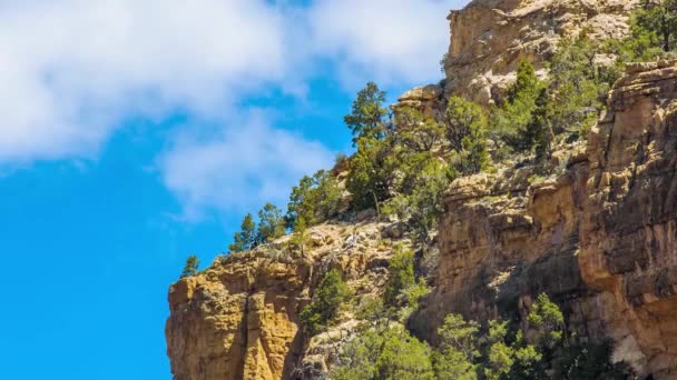 Гранд-Каньон с зелеными растениями и облачным голубым небом — стоковое видео
