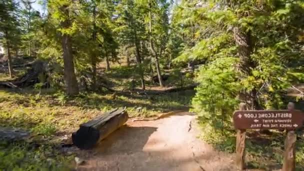 カスケード山脈の古い森の中の美しいハイキングコースの追跡ショット — ストック動画
