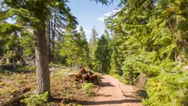 カスケード山脈の古い森の中の美しいハイキングコースの追跡ショット — ストック動画