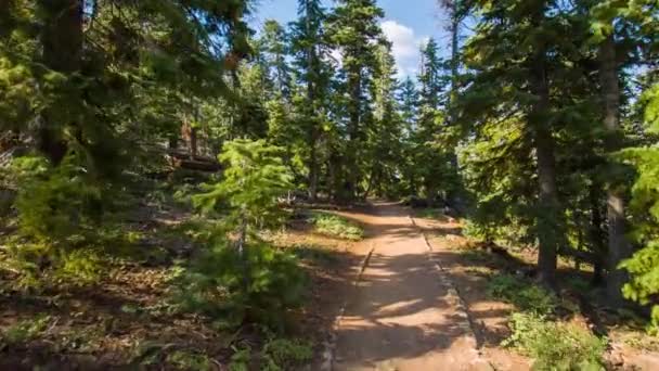 Spårning av en vacker vandringsled i en gammal skog i Cascade Range — Stockvideo