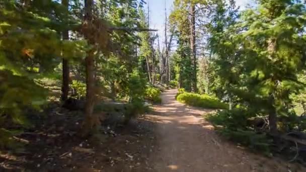Plan d'un magnifique sentier de randonnée dans une vieille forêt de la chaîne des Cascades 