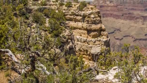Grand Canyon, USA mit Büschen und Gras an einem sonnigen Tag — Stockvideo