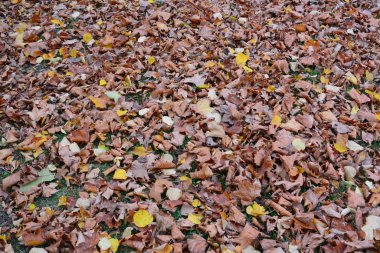 Renkli sonbahar yaprakları