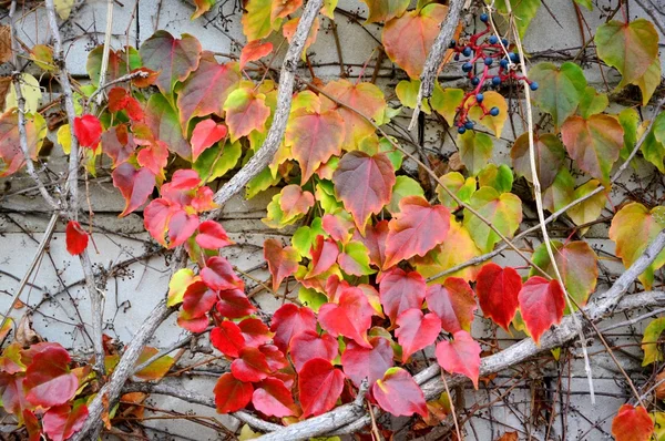 Bunte Herbstblätter — Stockfoto