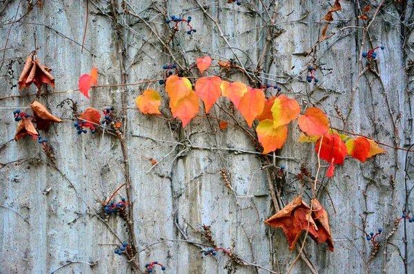 Folhas de outono coloridas — Fotografia de Stock