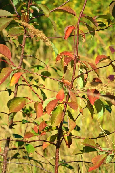 Colorful Autumn Leaves — Stock Photo, Image