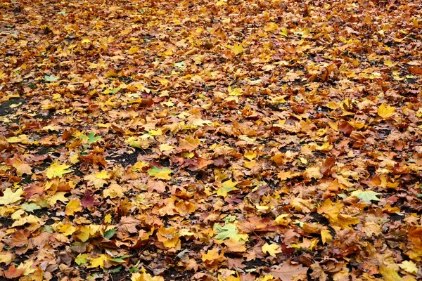 Feuilles d'automne colorées — Photo