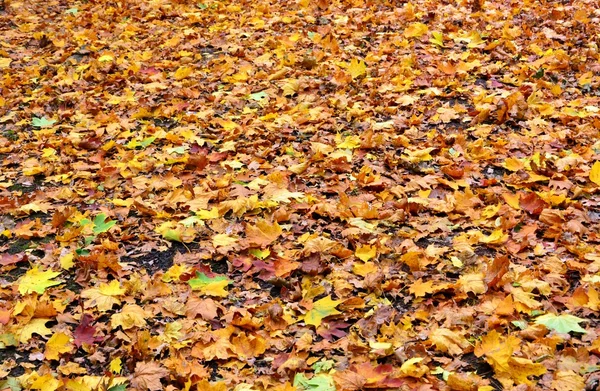 Hojas de otoño colorido — Foto de Stock