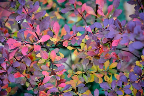 Daun musim gugur berwarna-warni — Stok Foto