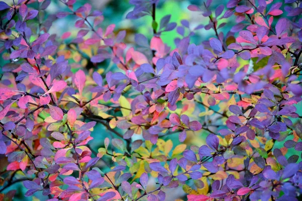 Renkli sonbahar yaprakları — Stok fotoğraf