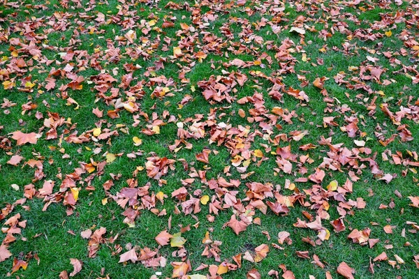 Feuilles d'automne colorées — Photo