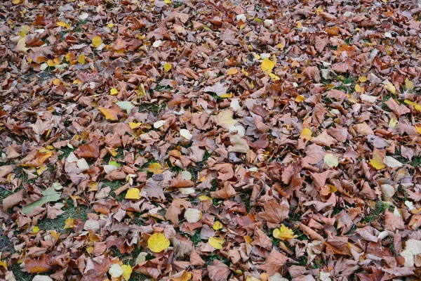 Hojas de otoño colorido — Foto de Stock