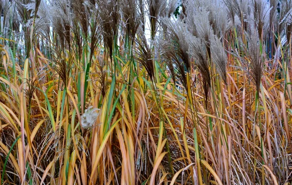 Hojas de otoño colorido — Foto de Stock