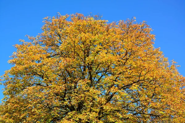 Parque en otoño —  Fotos de Stock