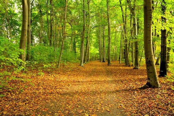 Park w jesieni — Zdjęcie stockowe