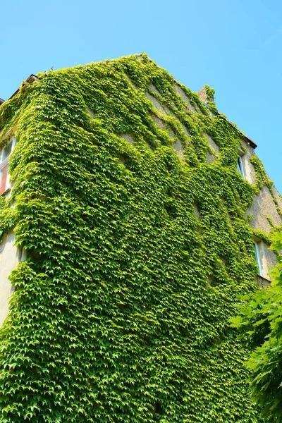 Dikey Bahçe olarak yeşil duvarlar ile ev