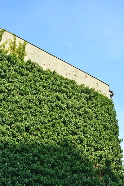 Dikey Bahçe olarak yeşil duvarlar ile ev