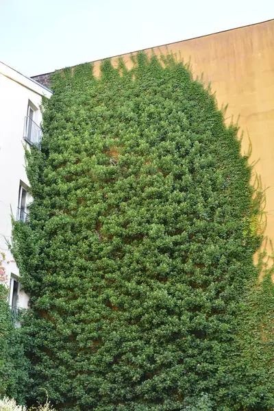 Dikey Bahçe olarak yeşil duvarlar ile ev