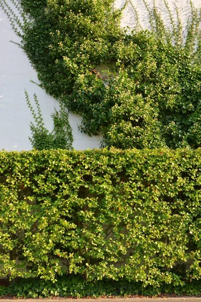 Haus mit grünen Wänden als vertikaler Garten — Stockfoto