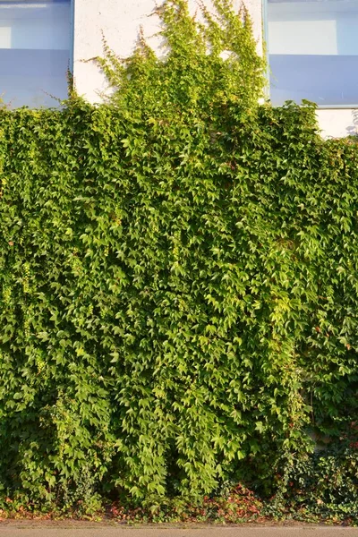 Dikey Bahçe olarak yeşil duvarlar ile ev