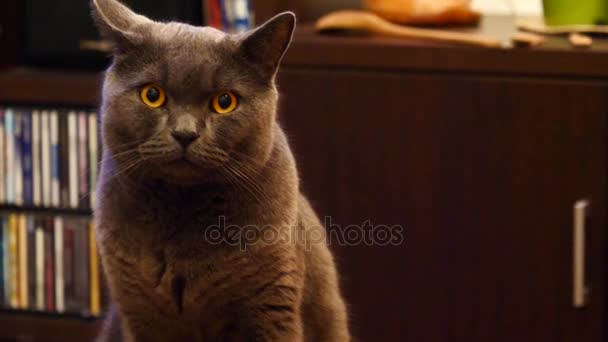 Gray cat sitting on the floor at home and looking at camera — Stock Video