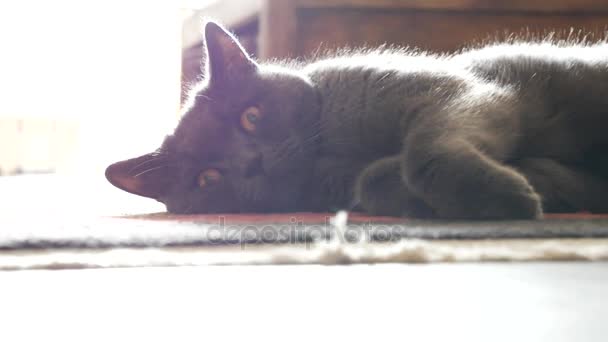 Gray cat sitting on the floor at home and looking at camera — Stock Video