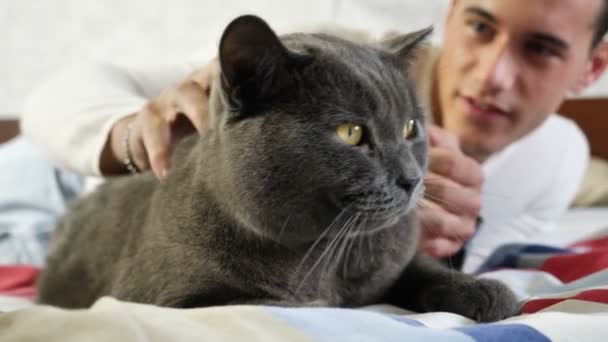 Schöner junger Mann kuschelt mit seinem grauen Katzenhaustier — Stockvideo