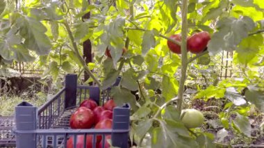 serada domates toplama