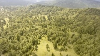 Yeşil çam ormanlarıyla kaplı dağlar