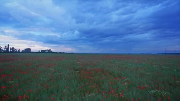Terbang di atas Lapangan Poppy di Sunset — Stok Video