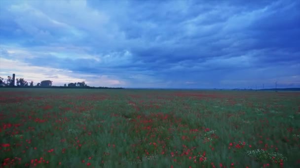 Volando sobre un campo de amapolas al atardecer — Vídeo de stock