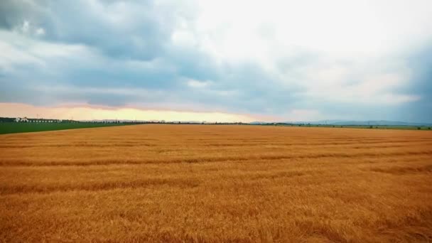 Полет над полем пшеницы — стоковое видео