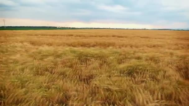 Полет над полем пшеницы — стоковое видео
