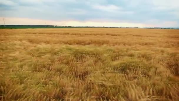 Sorvolando un campo di grano — Video Stock