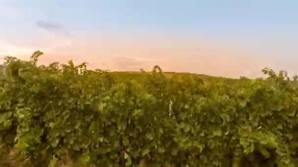 丘の上を飛ぶ,ブドウ畑の行の上 — ストック動画