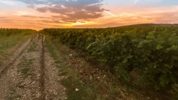 Fly over a hillside, over rows of vineyards — Stock Video