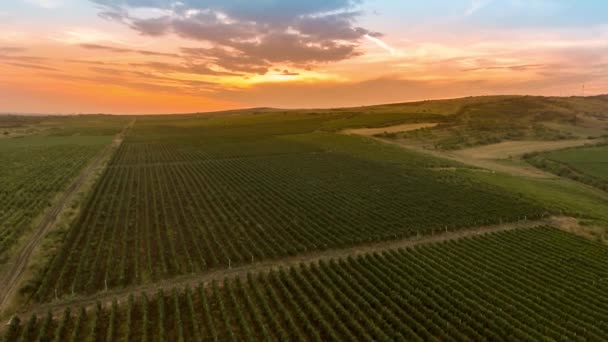 Fly over a hillside, over rows of vineyards — Stock Video