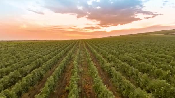 Vuela sobre una ladera, sobre hileras de viñedos — Vídeo de stock