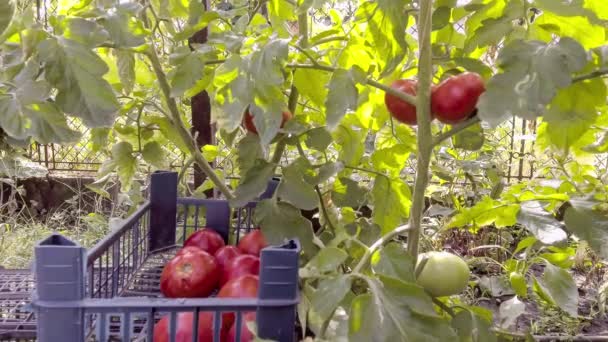Cueillette de tomates en serre — Video